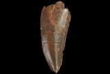 Serrated, Raptor Tooth - Real Dinosaur Tooth #134531-1